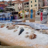FESTIVAL MORA I SOLI