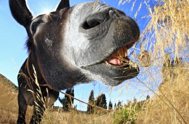 Days of herbs on Dugi otok 2024