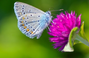 Botanischen Dugi otok 2024