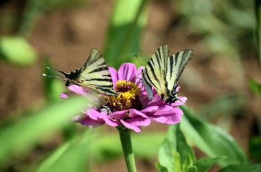 Botanischen Dugi otok 2024